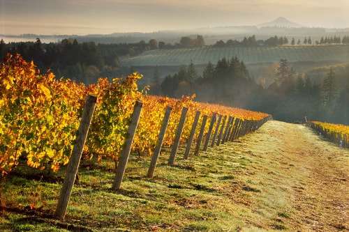 Aurora Vineyard